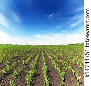 תחום, עם, תירס