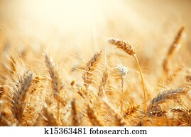 תחום, של, יבש, זהוב, wheat., אסף, מושג