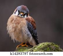 A cute little American Kestrel (Falco sparverius) sitting on a mossy rock.