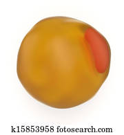 Adipocyte or lipidocyte fat cell Adipocyte or lipidocyte fat cell