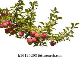 Apples Apples