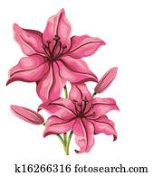 ausführlich, lilie, blume, in, altmodisch, style., vektor ausführlich, lilie, blume, in, altmodisch, style., vektor