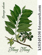 Botanical illustration of Ylang Botanical illustration of Ylang