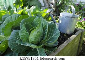Cabbage vegetable Cabbage vegetable