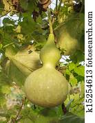 calabash plant calabash plant