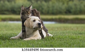 cat and dog cat and dog