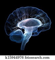cerebro humano, ilustrado, con, interconexionado, pequeño, nervios