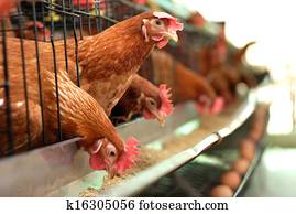 chicken farm chicken farm