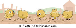 Chicks Corn