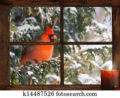 Christmas bird. Christmas bird.