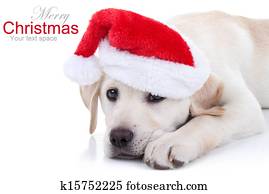 Christmas Dog Christmas Dog