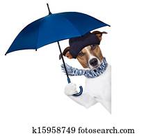 chuva, guarda-chuva, cão