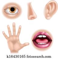 cinco sentidos, partes corpo