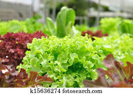 Close up organic vegetable farms Close up organic vegetable farms