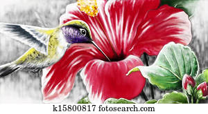 colibri colibri