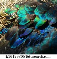 Colorful peacock feathers Colorful peacock feathers