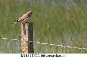 Common Kestrel