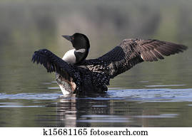 Common Loon Drying its Wings 