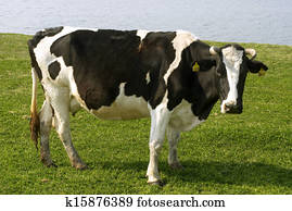 cow cow