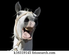 Crazy White Horse Cutout