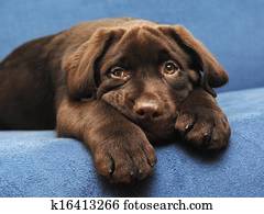 cute puppy cute puppy