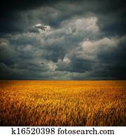 Dark clouds over wheat field