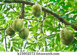 Durian Tropical fruits thailand