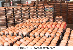 Eggs Eggs