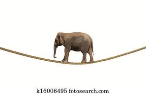 elefant, auf, a, seil