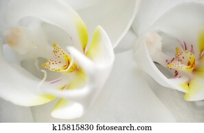 Extreme close-up of white orchid