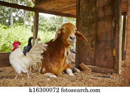 Farm Farm
