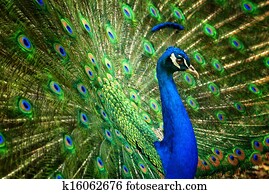 Fascinating peacock Fascinating peacock