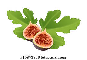 FIG AND LEAF FIG AND LEAF