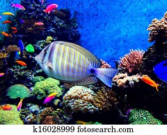 Fish in an aquarium Fish in an aquarium