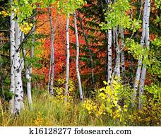 floresta, de, pinho, aspen, e, árvores pinho, em, outono