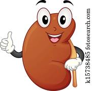 gesund, niere gesund, niere