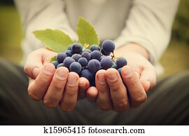 Grapes harvest Grapes harvest