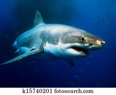 Great White Shark Great White Shark