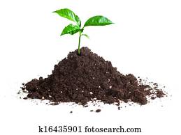 green sprout grown on soil isolate