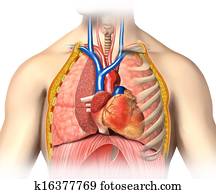 homem, anatomia, tórax, cortante, com, coração, com, principal, sangue, veias, arterias, e, lungs.