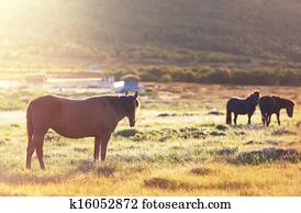 Stock Photograph of Latvian horse on meadow 165549 - Search Stock