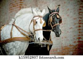 horses horses