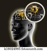 Human brain. Human brain.