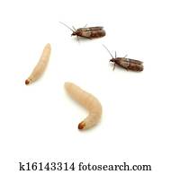 Indian Meal Moth Indian Meal Moth