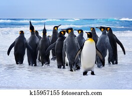 King Penguins King Penguins