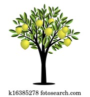 Lemon tree Lemon tree
