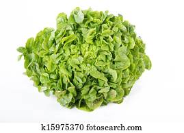 lettuce lettuce