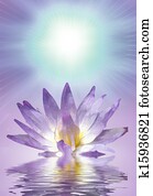 Lotus Lotus