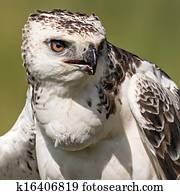 Martial eagle (Polemaetus bellicosus)