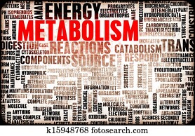 metabolism